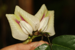 Clitoria