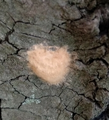 Lymantria dispar