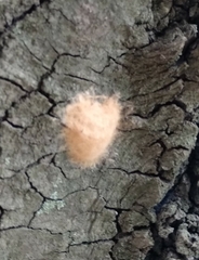 Lymantria dispar