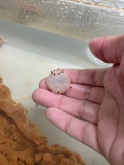 Acanthodoris nanaimoensis