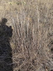 Schizachyrium scoparium