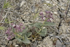 Asclepias eastwoodiana