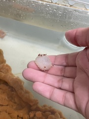 Acanthodoris nanaimoensis