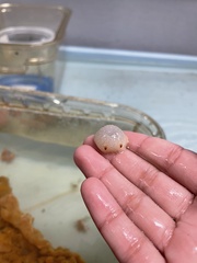 Acanthodoris nanaimoensis