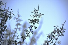Vachellia schaffneri bravoensis