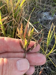 Dichanthelium webberianum