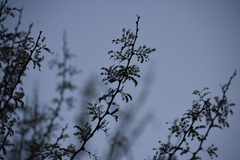 Vachellia schaffneri bravoensis
