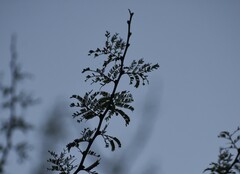 Vachellia schaffneri bravoensis