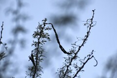 Vachellia schaffneri bravoensis
