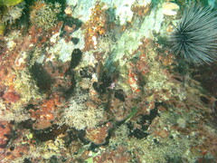Canthigaster rostrata