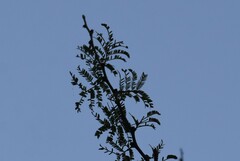 Vachellia schaffneri bravoensis