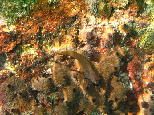 Redlip blenny (Ophioblennius macclurei) — Blenniidae — 2