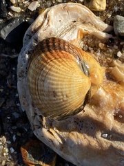 Cerastoderma edule