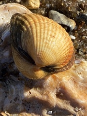 Cerastoderma edule