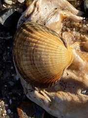Cerastoderma edule
