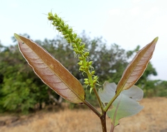 Terminalia chebula