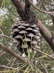 Pinus clausa