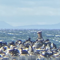 Leucocarbo magellanicus