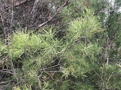 Pinus clausa