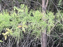 Pinus clausa