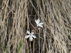 Lithophragma