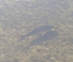 Sciaenops ocellatus
