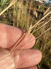 Andropogon brachystachyus