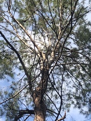 Pinus glabra
