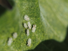 Corythucha immaculata