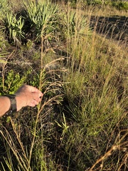 Andropogon brachystachyus
