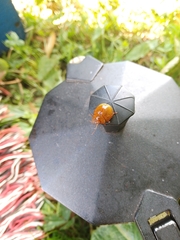 Dicranosterna semipunctata