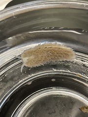 Aeolidia