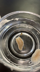 Aeolidia
