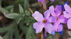 Glandularia wrightii