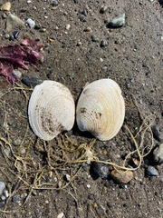 Retrotapes exalbidus