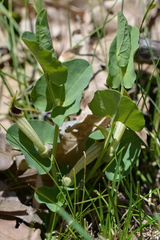 Aristolochia paucinervis