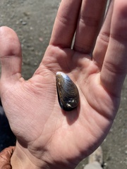 Mytilus chilensis