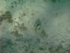 Lactophrys triqueter