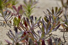 Senecio crassiflorus