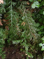 Trichomanes strictum