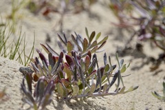 Senecio crassiflorus