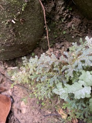 Selaginellaceae