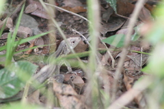 Cnemidophorus gramivagus
