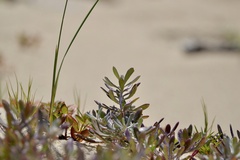 Senecio crassiflorus