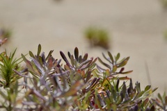 Senecio crassiflorus