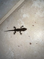 Hemidactylus