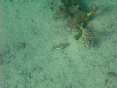 Canthigaster rostrata