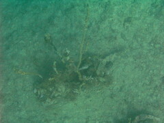 Gymnothorax moringa