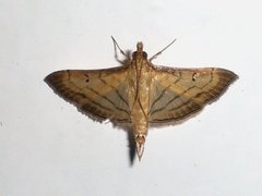 Cnaphalocrocis