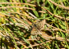 Butleria